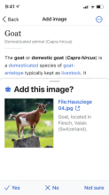 Goat.png (667×375 px, 91 KB)