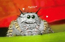 spider_wuv.gif (325×500 px, 76 KB)