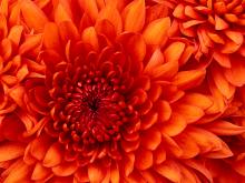 Chrysanthemum.jpg (768×1 px, 858 KB)