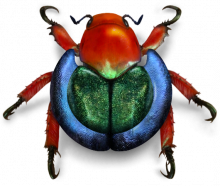 Wikimedia_beetle.png (449×530 px, 262 KB)