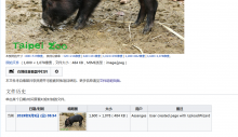 Screenshot_2019-05-10 File Lanyu-piglets-at-Taipei-Zoo-201902-06 jpg - 维基百科，自由的百科全书.png (775×1 px, 1 MB)